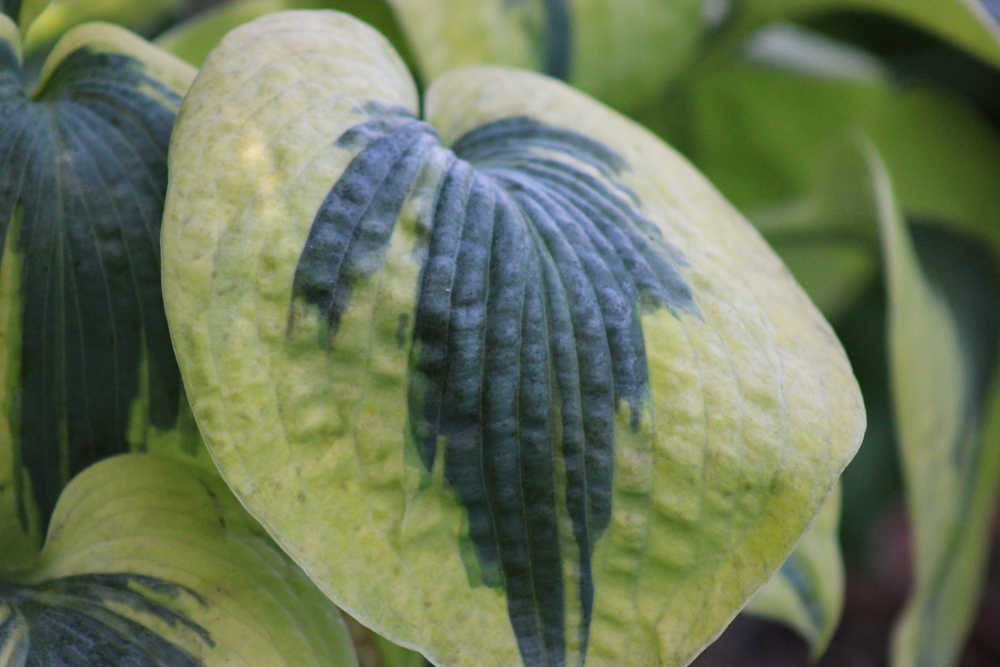 Hosta ‚Tootie Mae‘