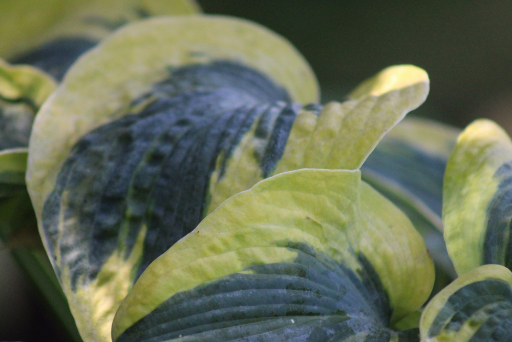 Hosta ‚Tootie Mae‘