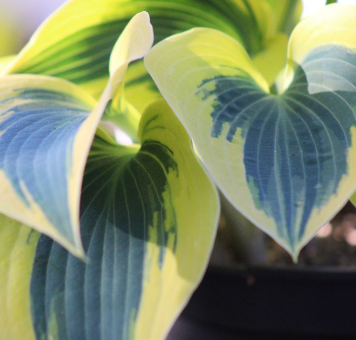 Hosta Ben Vernooij