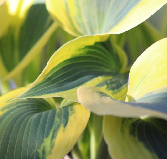 Hosta Ben Vernooij
