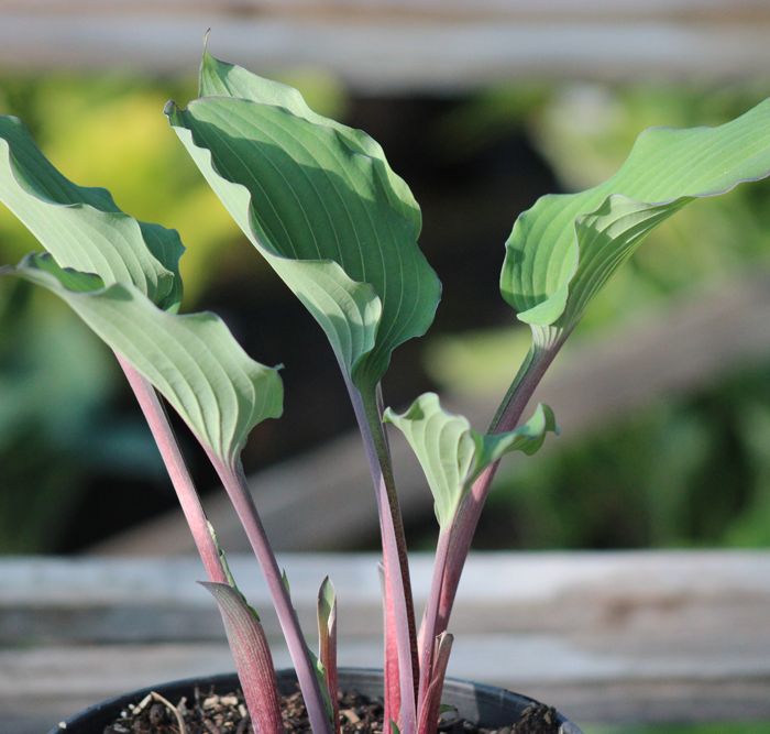 Hosta Aquamarine
