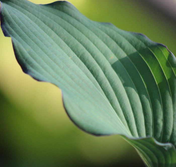 Hosta Aquamarine