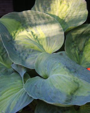 Hosta Beyond Glory
