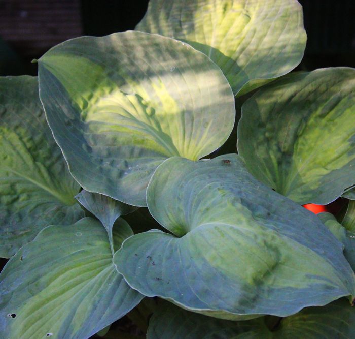 Hosta Beyond Glory