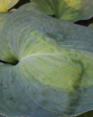 Hosta Beyond Glory