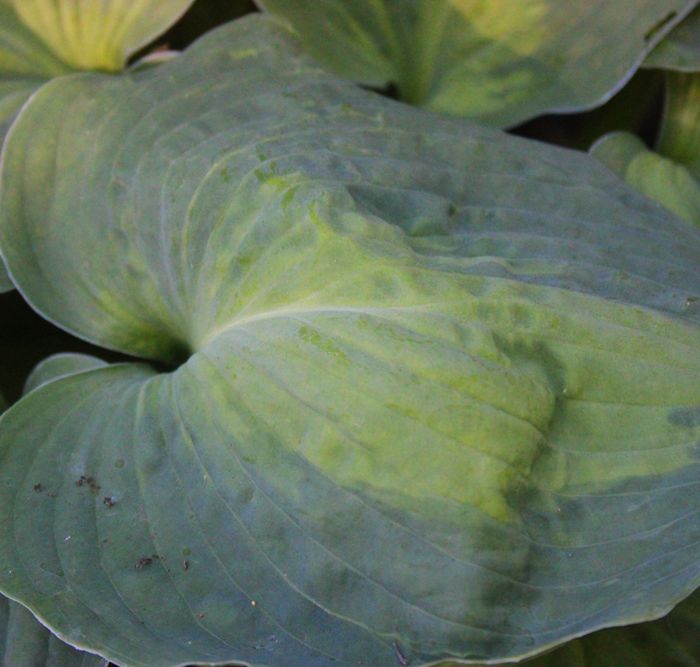 Hosta Beyond Glory