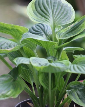 Hosta Dust Devil