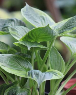 Hosta Dust Devil