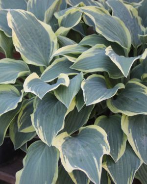 Hosta Lacy Belle