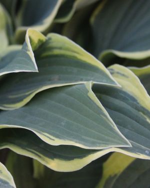 Hosta Lacy Belle