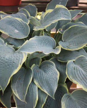 Hosta Alligator Shoes