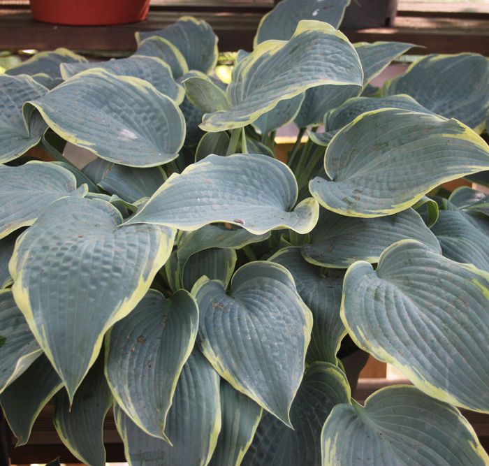 Hosta Alligator Shoes