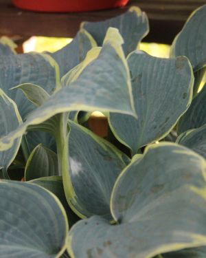 Hosta Alligator Shoes