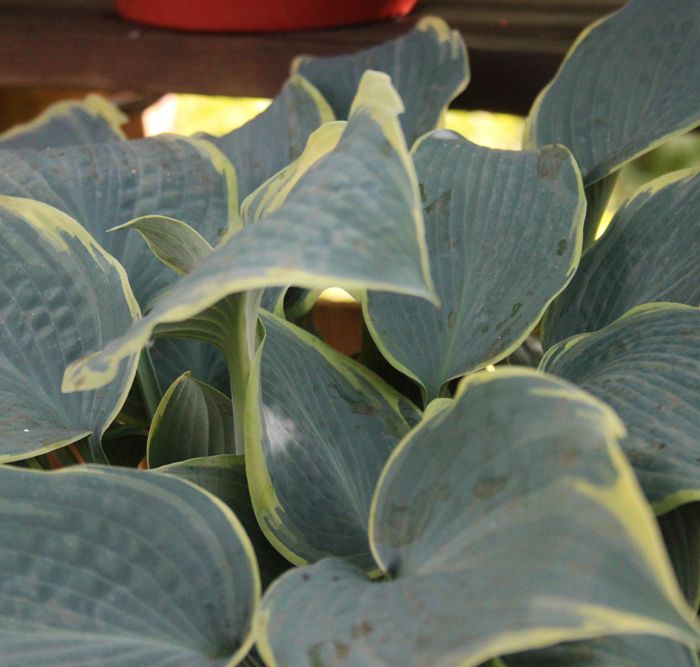 Hosta Alligator Shoes