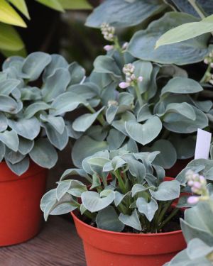 Hosta Blue Mouse Ears