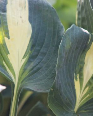 Hosta Lakeside Cupecake