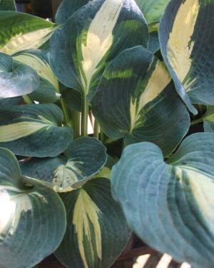 Hosta Lakeside Cupecake