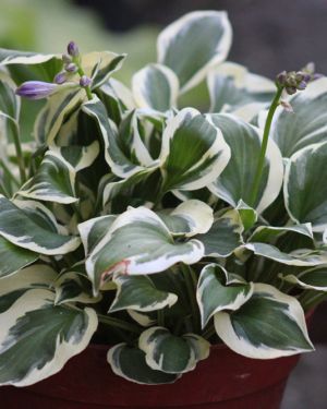 Hosta <br>Diamonds are Forever
