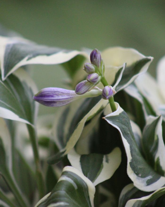 Hosta <br>Diamonds are Forever