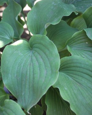 Hosta Marilyn Monroe