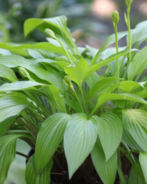 Hosta Munchkin Fire