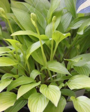 Hosta Munchkin Fire
