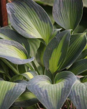 Hosta Olympic Sunrise