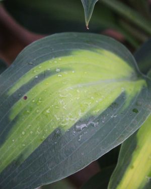 Hosta Olympic Sunrise