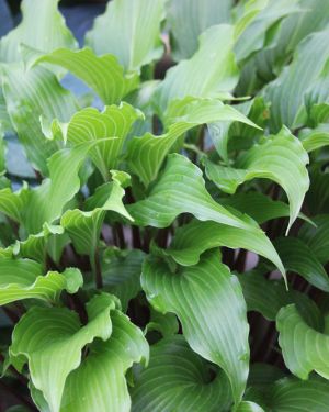 Hosta Kempen Red Twist