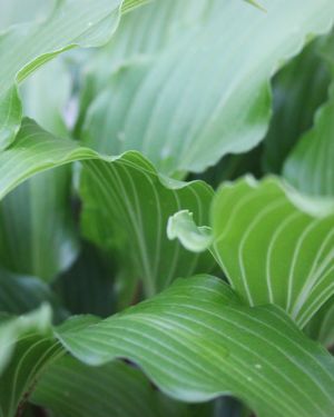 Hosta Kempen Red Twist