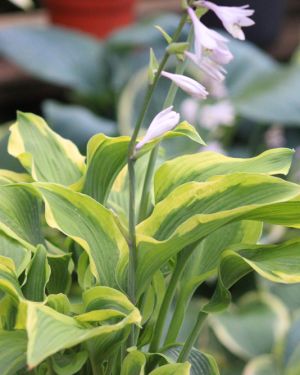 Hosta Atlantis