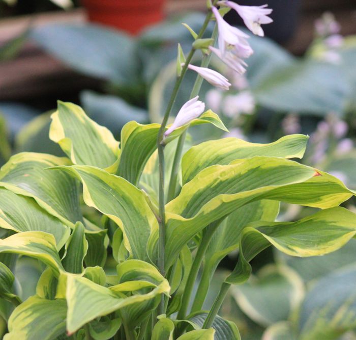 Hosta Atlantis