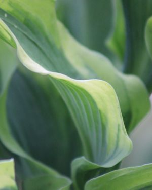 Hosta Atlantis