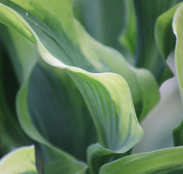 Hosta Atlantis