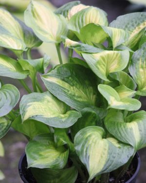 Hosta Lakeside Banana Bay