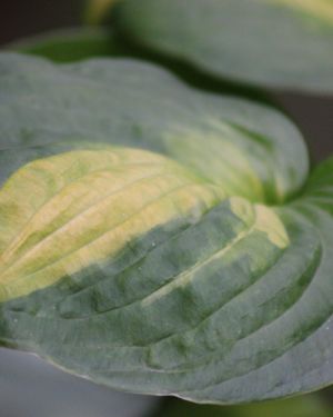 Hosta Lakeside Banana Bay
