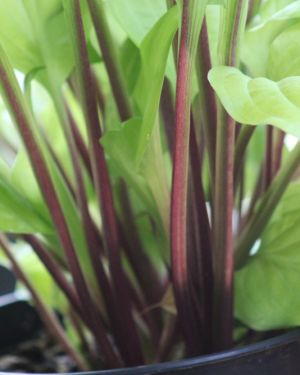 Hosta Strawberry Banana Smoothie