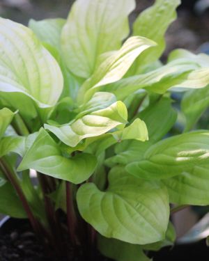 Hosta Strawberry Banana Smoothie