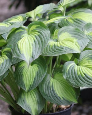 Hosta Beyond Glory