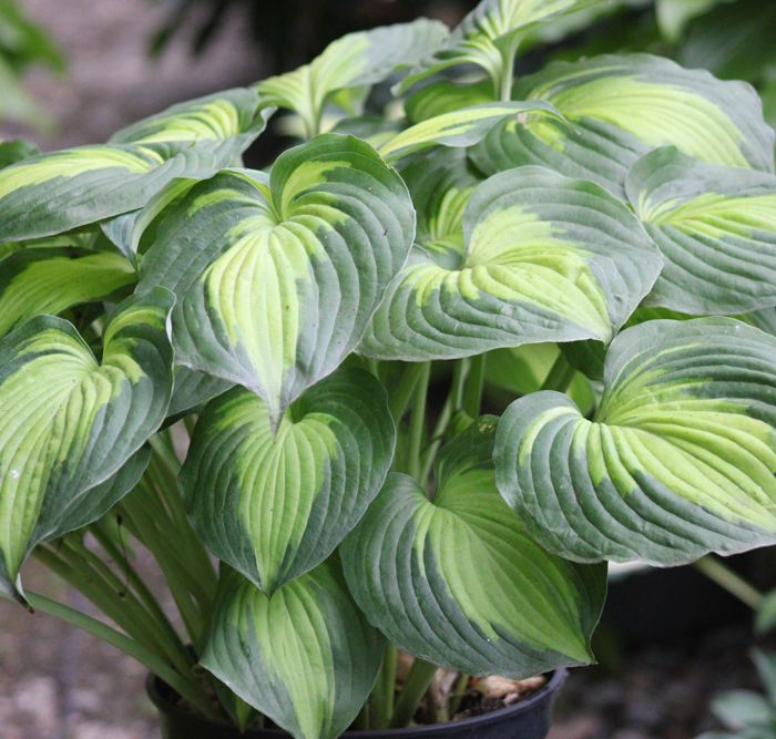 Hosta Beyond Glory