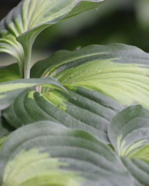 Hosta Beyond Glory