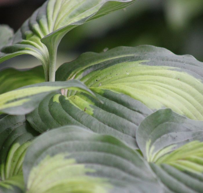 Hosta Beyond Glory