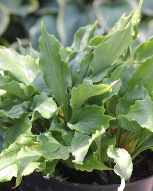 Hosta Candy Dish