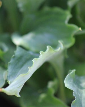 Hosta Candy Dish