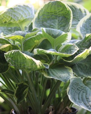 Hosta Christmas Tree