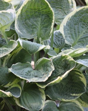 Hosta Christmas Tree