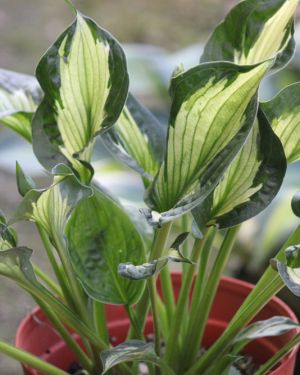 Hosta Colored Hulk