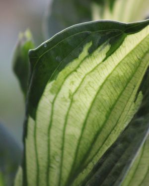 Hosta Colored Hulk