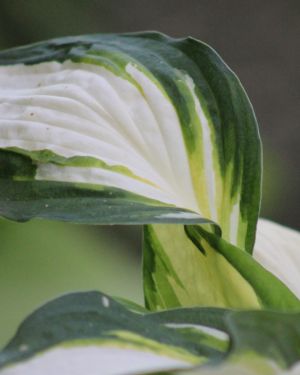 Hosta Color Festival
