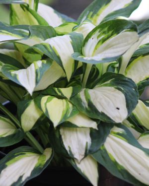 Hosta Color Festival
